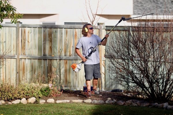 worker trimming shrub in backyard