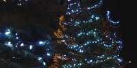 c6-led-icy-white-in-spruce-trees