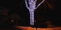 led-c6-icy-white-branch-wrap