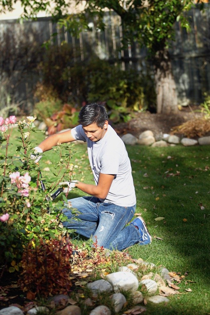 yard maintenance pruning rose bush