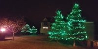 C6 LED Green in Spruce Trees