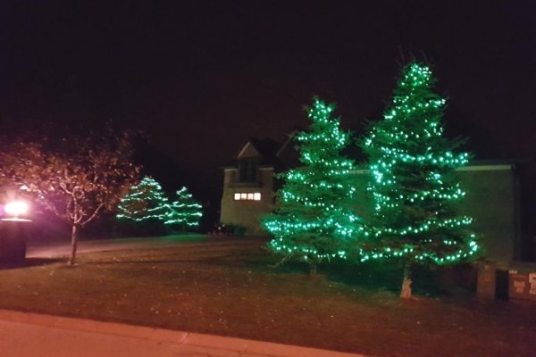 C6 LED Green in Spruce Trees