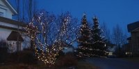 c6-led-warm-white-on-spruce-trees-and-globe-wrapped-shrub