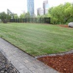 lawn after spring clean-up